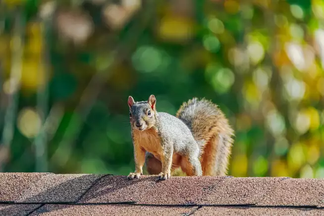 squirrel-on-roof