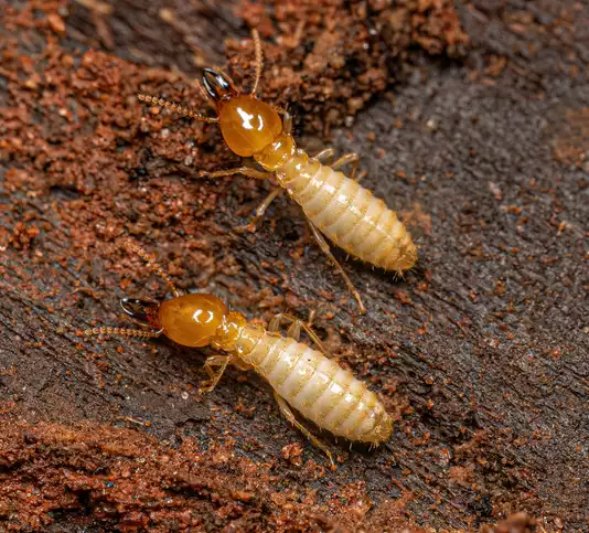 termites