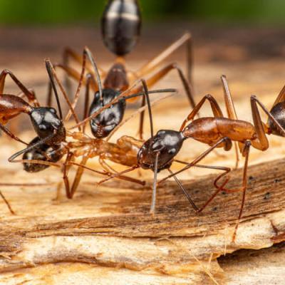 carpenter ants on wood