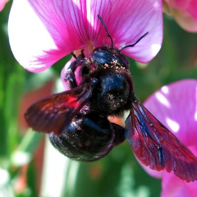 carpenter bee on a pink flower