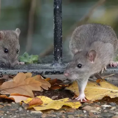 rodent-by-fence