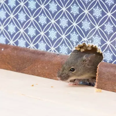 rodent-in-wall