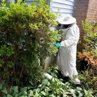 Technician removing wasp nest