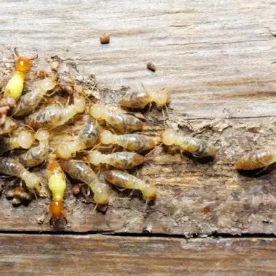 termites in wood