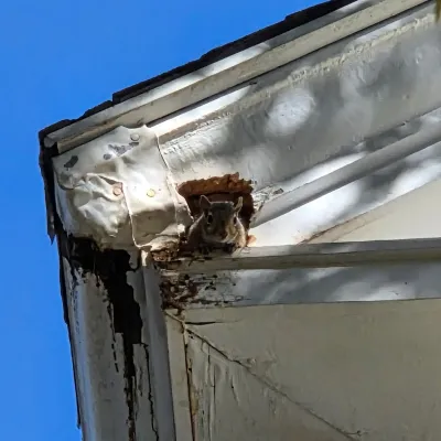 wildlife trapping before