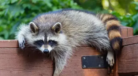 racoon on fence