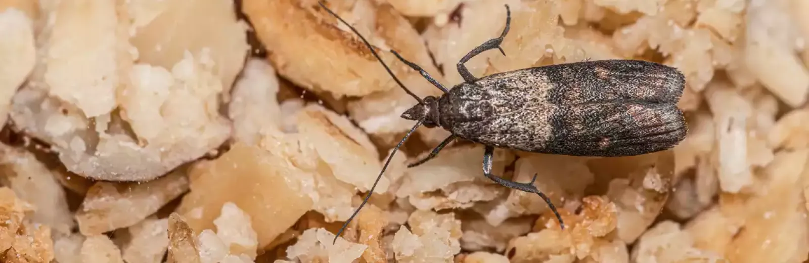 indian-meal-moth-hero