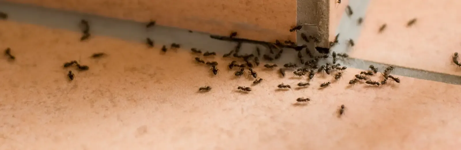 ants in a home