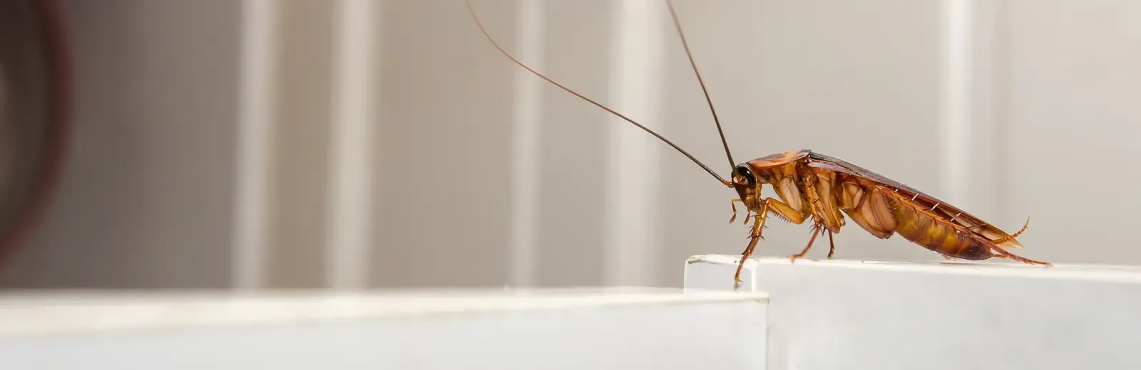 cockroach in a home