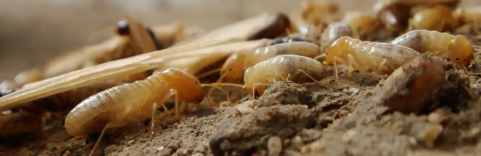 termites on wood