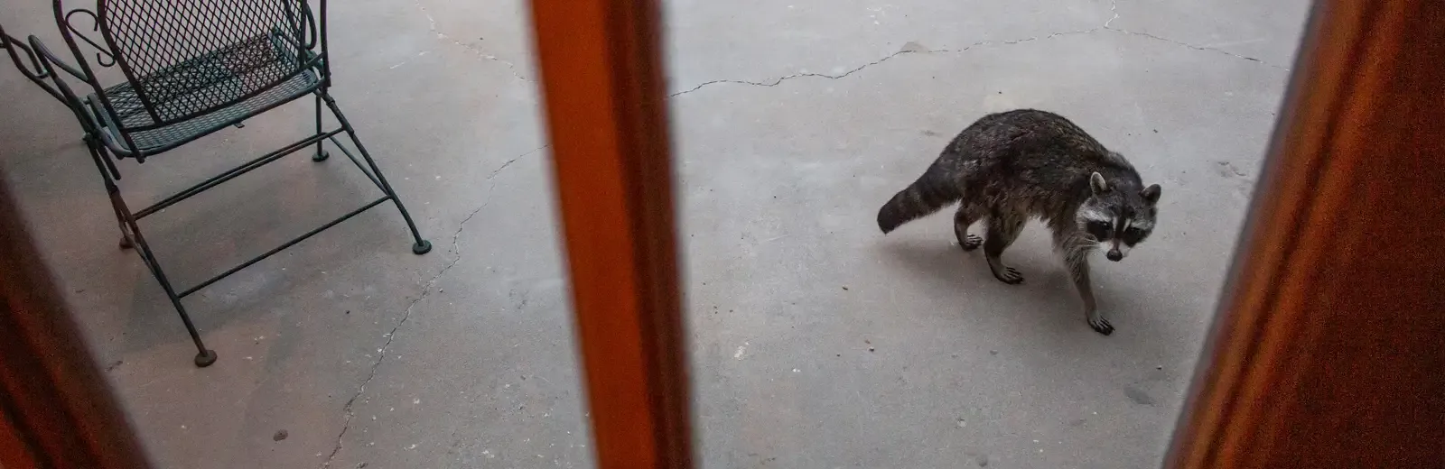 raccoon on back patio of home