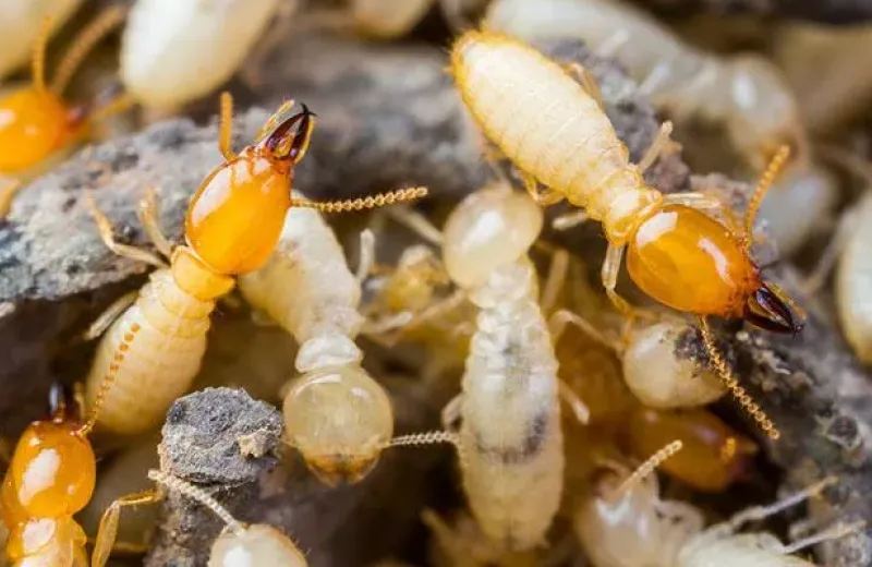 Termite Treatment