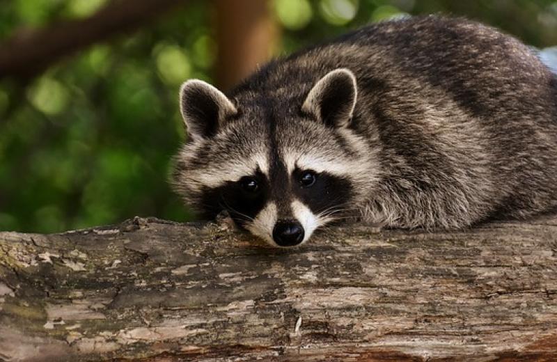 raccoon in a tree