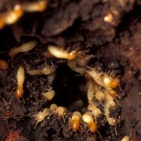 Subterranean Termites.jpg