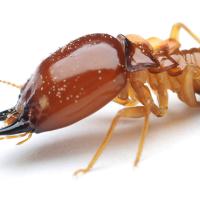 termite with white background