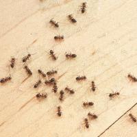 Ants on the floor of a kitchen.