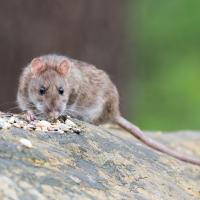 brown rat on a branch