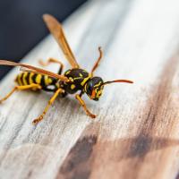 yellow jacket on wood