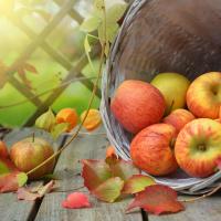 Fall Apples