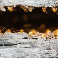 termites lined up on a piece of wood