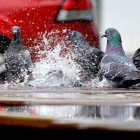 pigeons in water