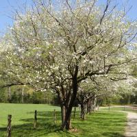 dogwood tree
