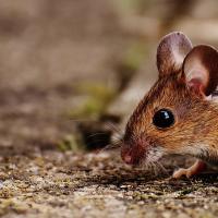 House Mouse