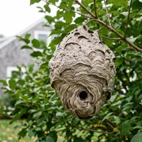 Large gray football-shaped bald-faced hornet nest hanging in a green shrub in a residential yard