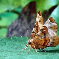 moth outside of home