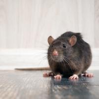 Brown mouse on a hard wood floor inside a house.