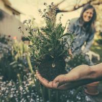 planting-in-garden