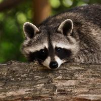 raccoon in a tree