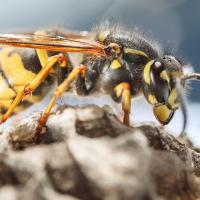 black and yellow wasp sitting on the outside of its nest.