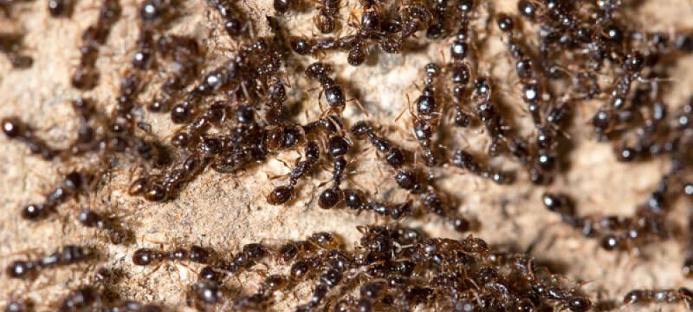 a lot of little black ants