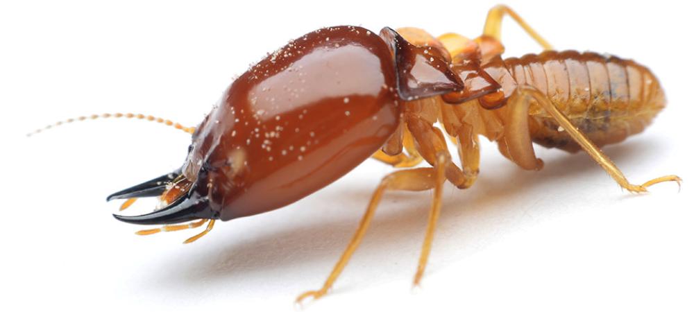 termite-white-background termite with white background