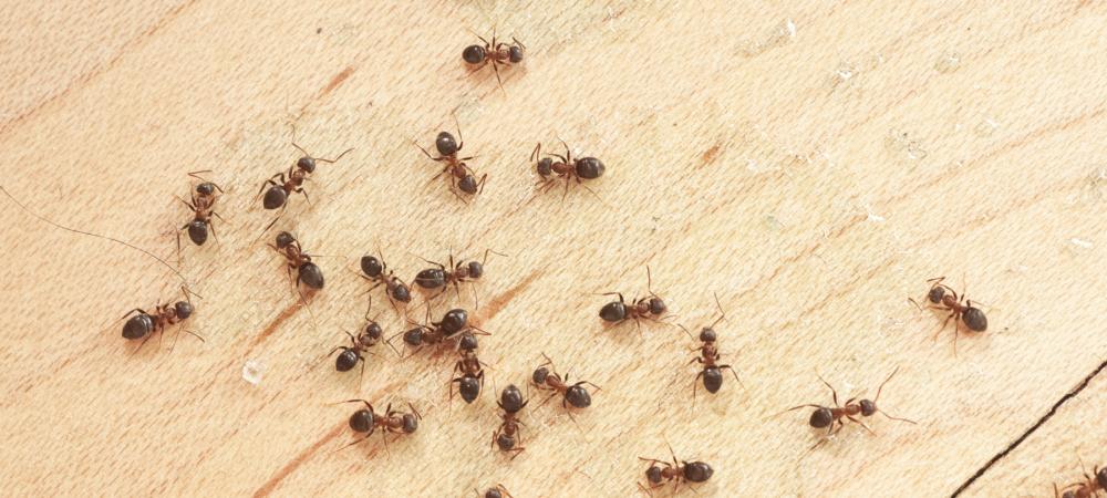 Ants on the floor of a kitchen.