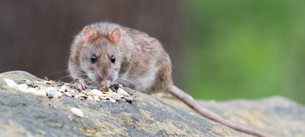 brown rat on a branch