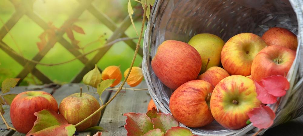 Fall Apples