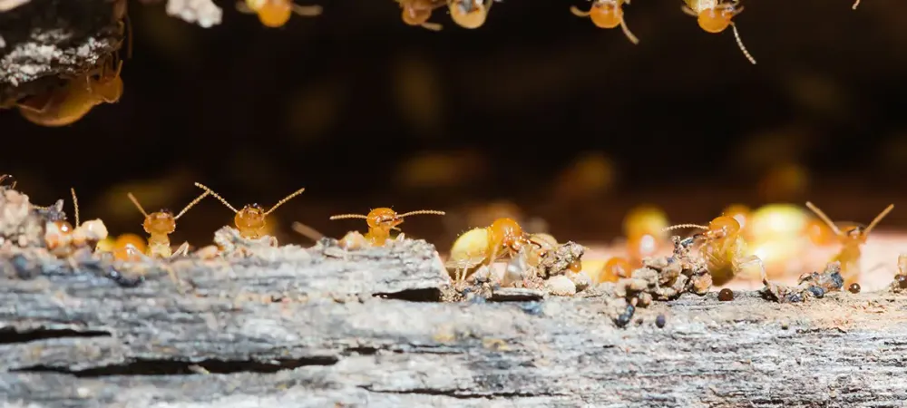 termites lined up on a piece of wood