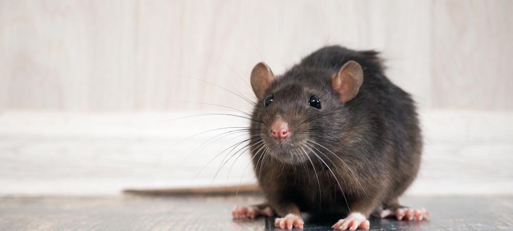 Brown mouse on a hard wood floor inside a house.