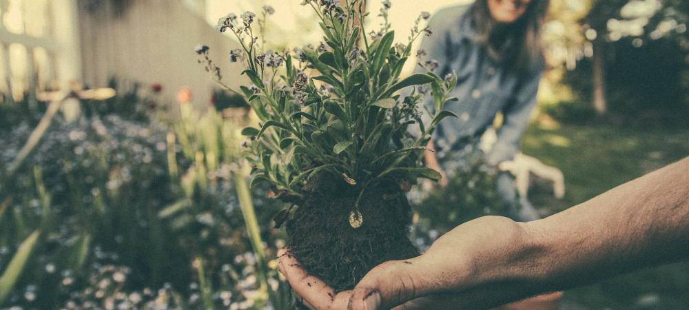 planting-in-garden