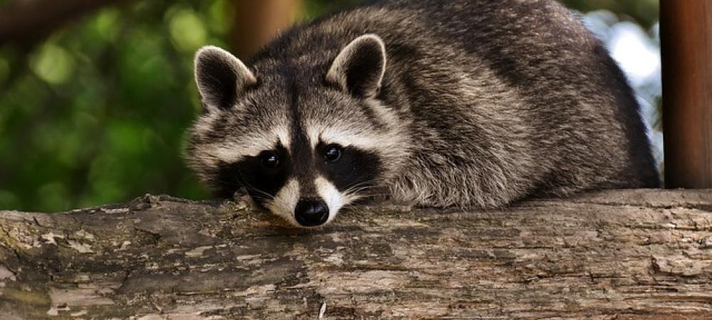 raccoon in a tree