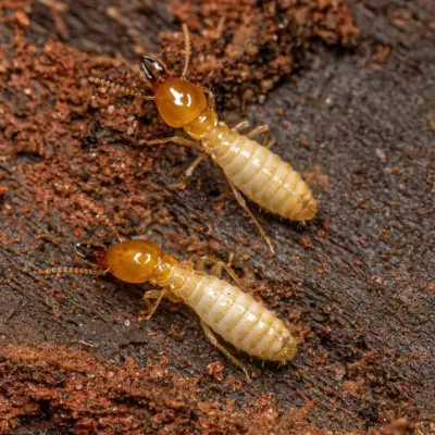 termite close up