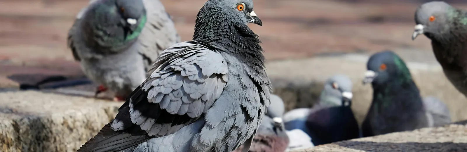 Pigeons sitting in a gutter