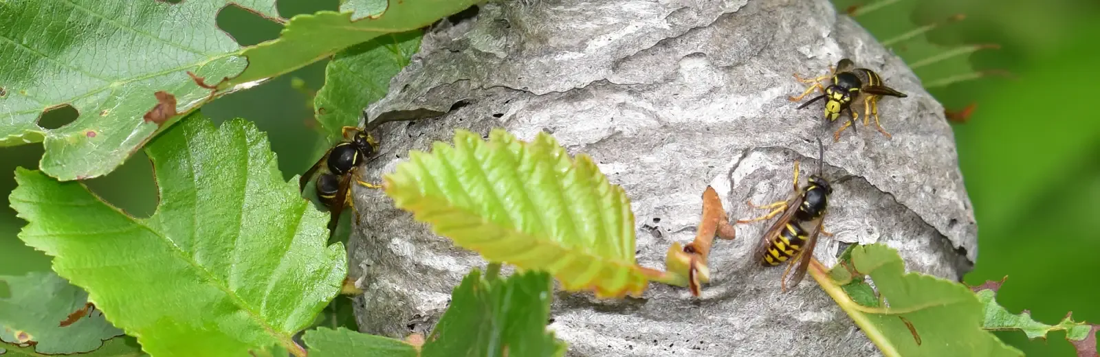 wasps on nest
