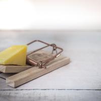 Mouse Trap