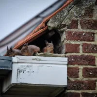 red squirrels leaving their nest in the corner of a homes roof
