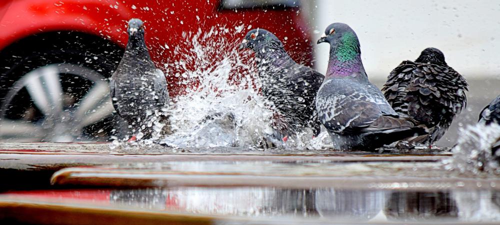 pigeons in water